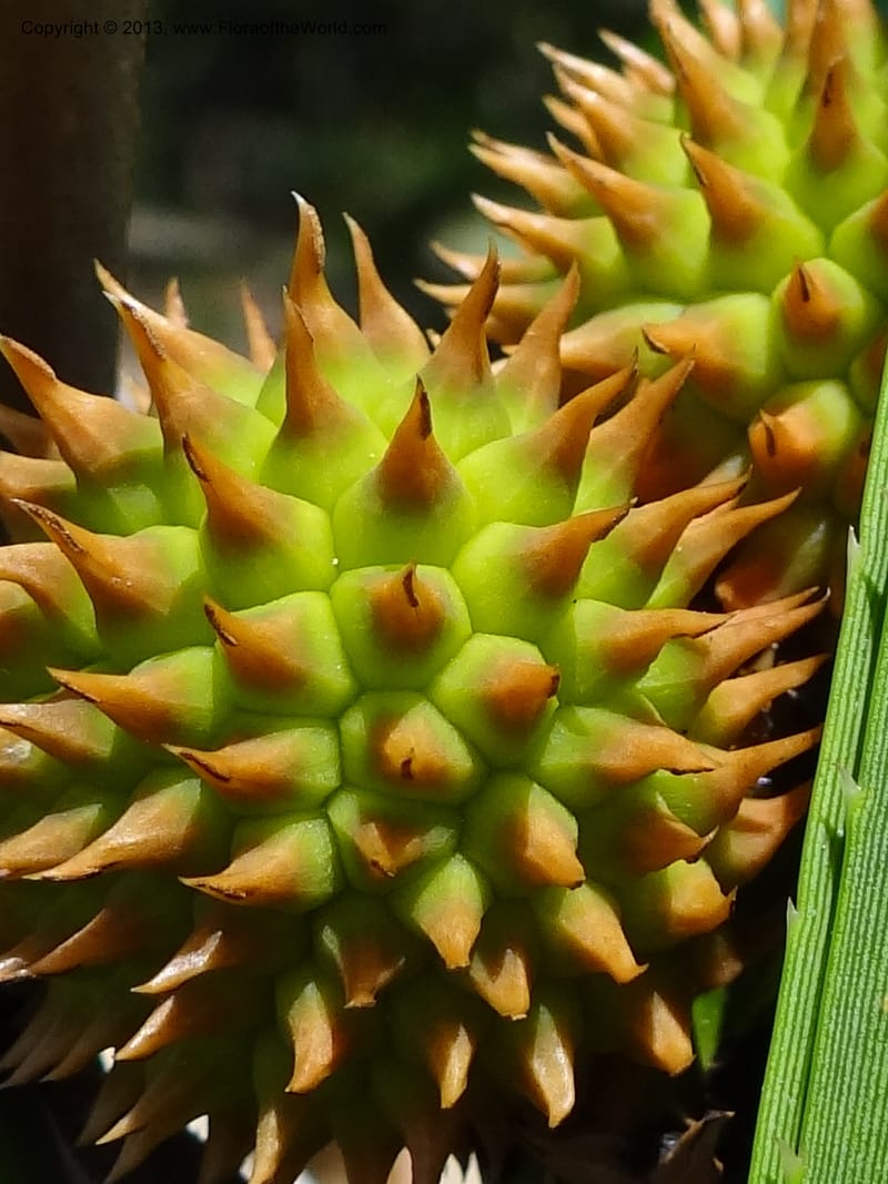 Spiny syncarp fruit clusters showing polygonal drupes