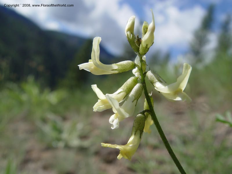 Astragalus canadensis--ID. Idaho Co. Salmon R. Polly Bemis Ranch. 9 May 04. 176.jpg