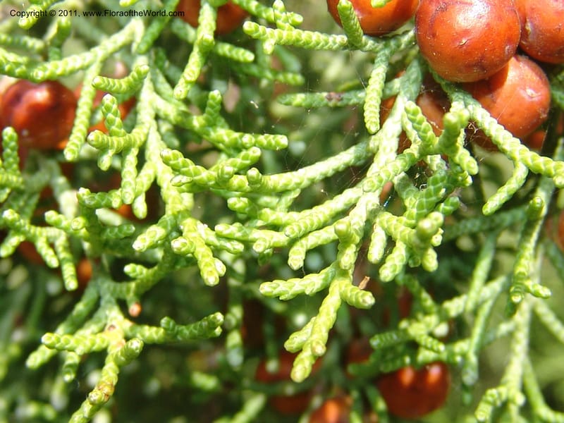 Juniperus phoenicea--France. Paris. Jardin des Plantes. 4 Sep 07. 358.jpg