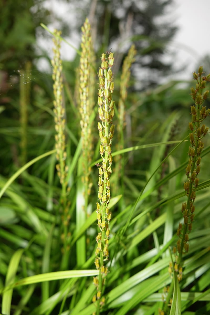 Japanolirion osense--Japan. Hokkaido. Teshio Exptl. For. 3 Aug 2016. DSC00757 (5).JPG
