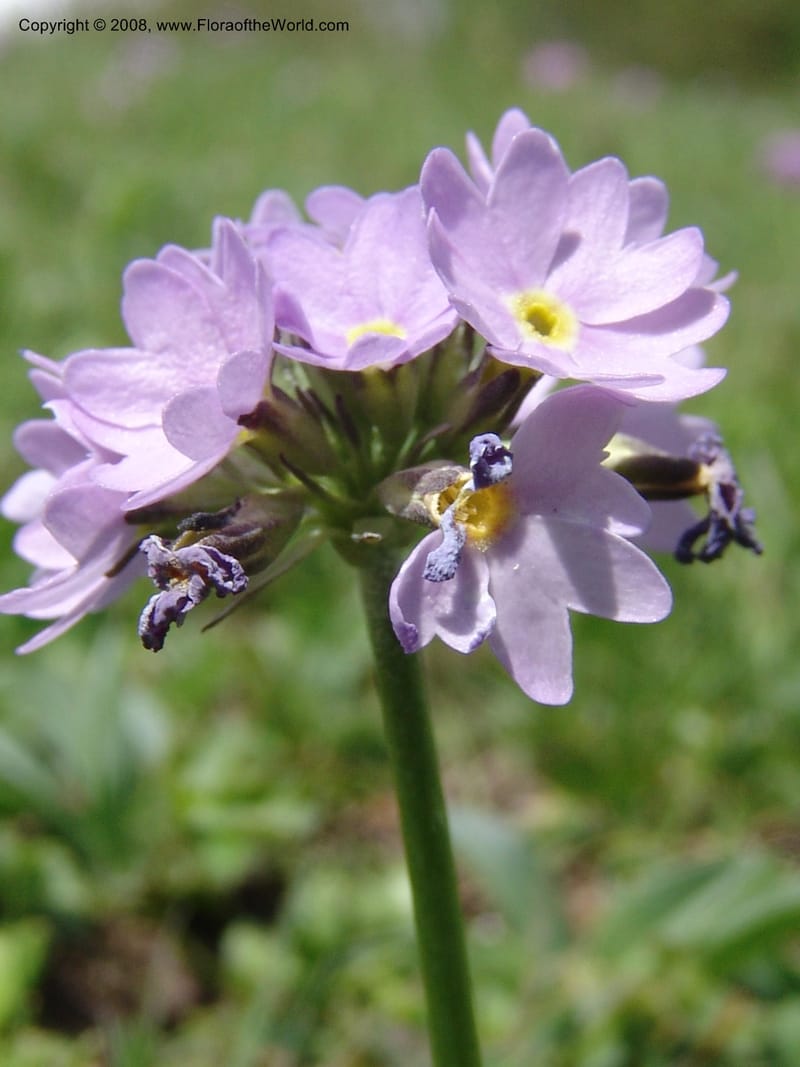 Primula algida--Georgia. Kazbeki . Trail-road to Sameba Church. 2 Jun 05. 032.jpg
