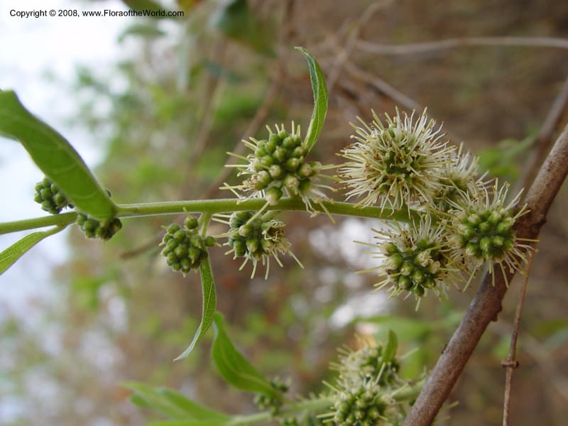 Combretum erythrophyllum--So. Africa. KwaZuluNatal. Hluhluwe Game Res.  Hilltop Ldg. 30 Sep 03. 008.jpg