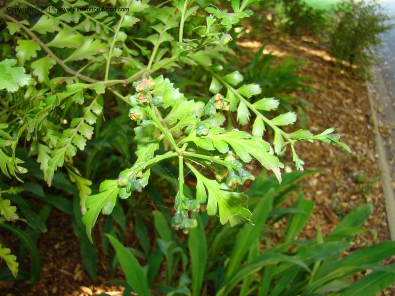 Phyllocladus trichomanoides--Australia. Royal Botanic Garden, Melbourne. 20 Mch 2008. 124.jpg