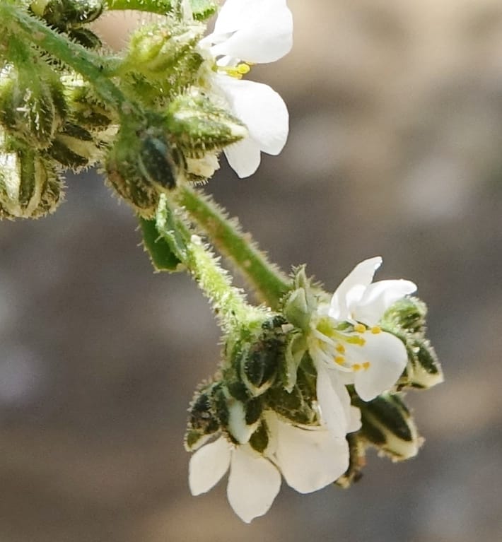 Limeum myosotis, L. Nanyeni 1158--Namibia. B1 to Rehoboth, Frankie Fredricks St. 15 Mar 2018. DSC00565 (456).JPG
