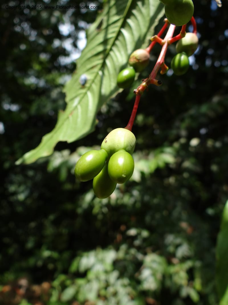 Ouratea, Hammel 26102--Costa Rica. Road into Ranchos Tinamu. 3 Mar 2012. DSC03548 (50).JPG