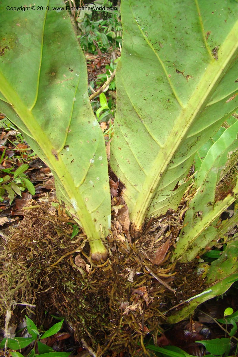Anthurium, Vasquez 34815--Peru. Loreto. Dist. Nauta. Miraflores, Rio Tigre. 10 Nov 08. 043.jpg