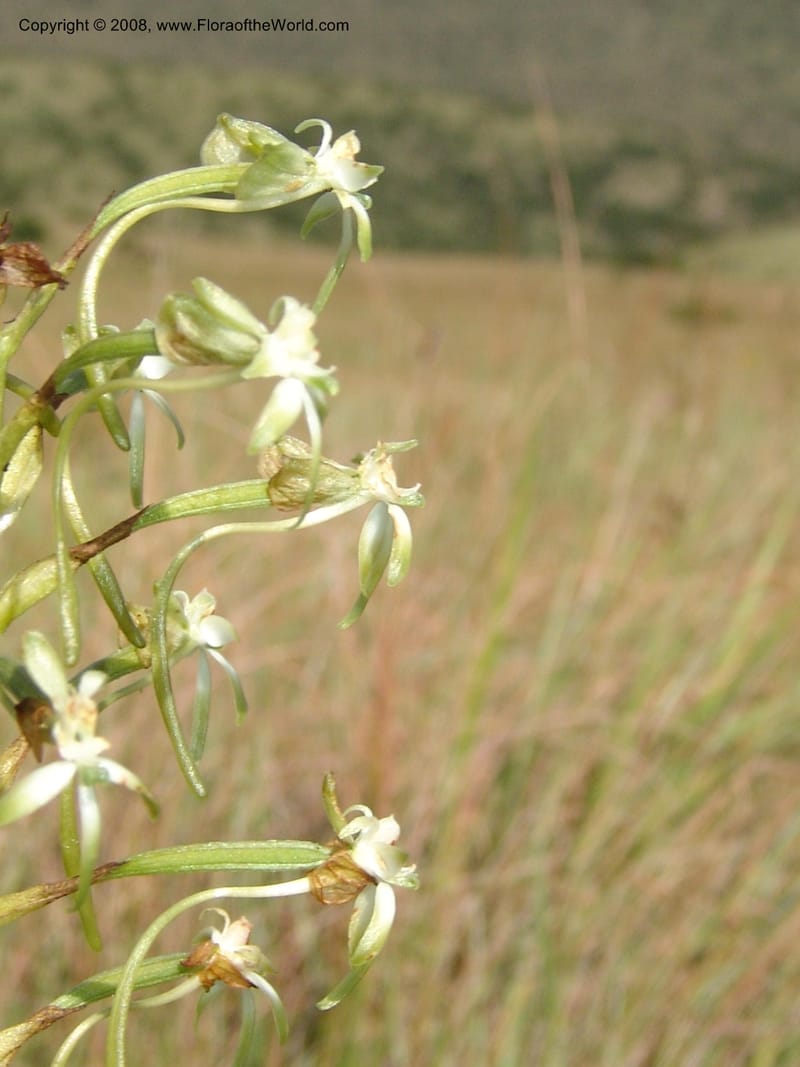 Habenaria falciformis--So.Africa. E. Cape. Waringham Farm, Quanti Area, Stut. 8 Mch 05. 081.jpg