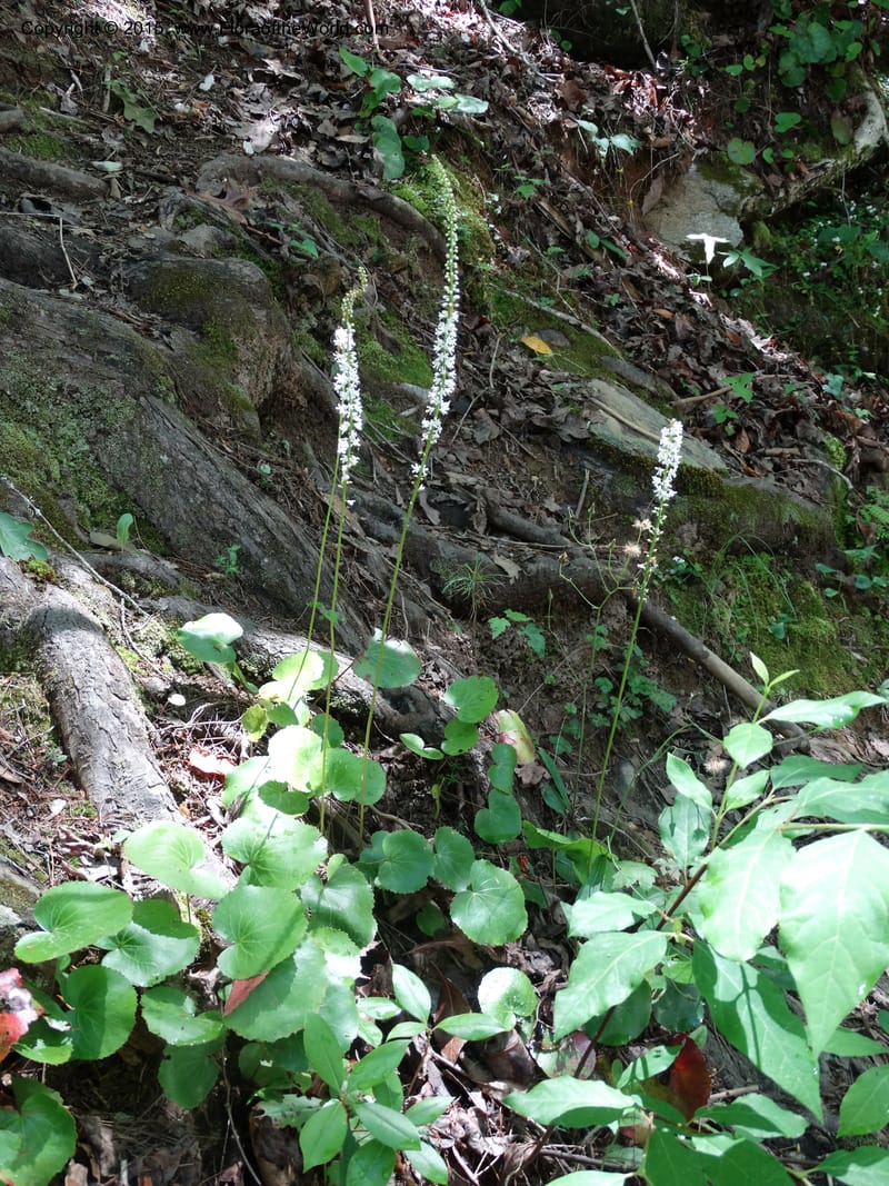 Galax urceolata, Davidson, C 13049--South Carolina. Oconee Co. Brasstown Cr. 19 May 2015. DSC06413 (151).JPG