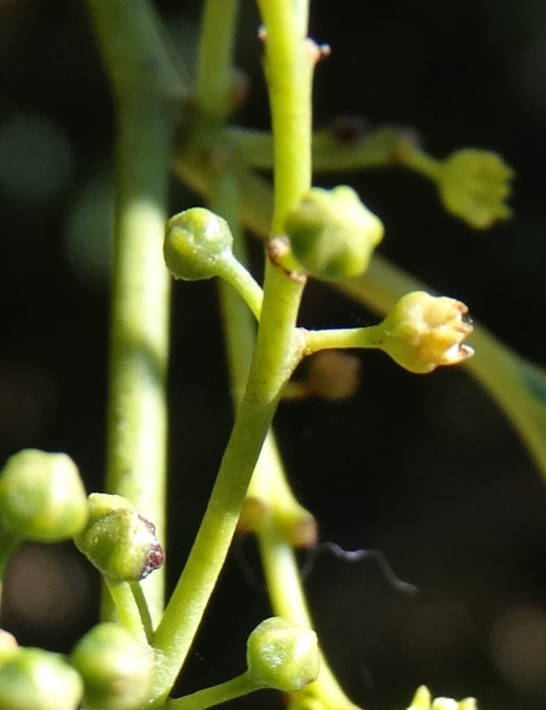 Ventilago, Bruy, D 114--New Caledonia. Tina. 10 Nov 2015. DSC00610 (148).JPG