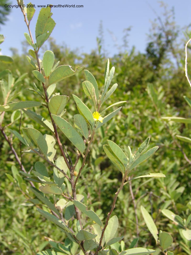 Grewia flava--So.Africa. Mpumal. S of Burgersfort. 16 Mch 05. 260.jpg