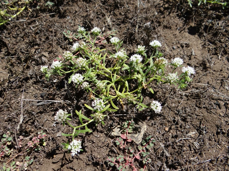 Valeriana, WDS 34165--Chile. P.N. Sieta Tazas. 21 Feb 2013. DSC02254 (51).JPG