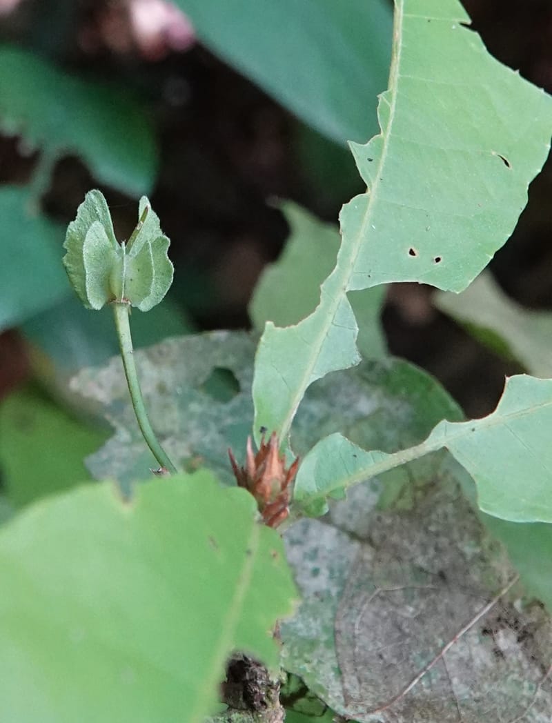 Poggea alata, C. Davidson 13956--Gabon. Arb. Sibang. 5 Nov. 2018. DSC02235 (38).JPG