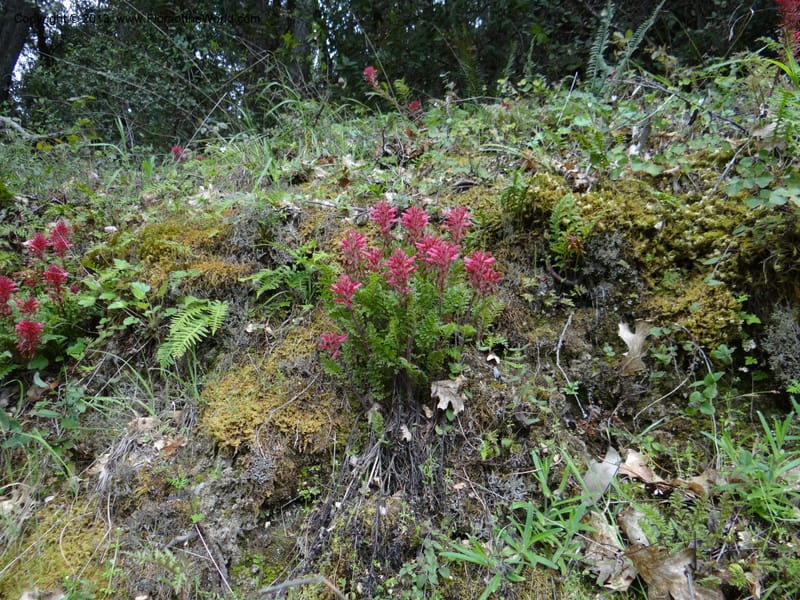 Pedicularis densiflora, Davidson, C 12118--Calif. Trinity Co. Hwy 299. 15 Apr 2013 (9).JPG