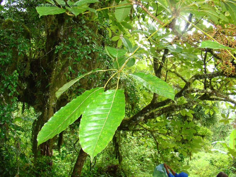 Schefflera stolzii, RGereau7021--Tanz. Mbeya Rural Distr. Ngozi Crater. 26 Jan 08. 192.jpg