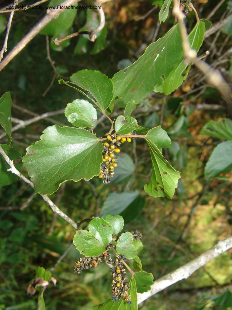 Trimeria grandifolia--So.Africa. Mpumal. Buffelskloof Private Nat. Res. 17 Mch 05. 213.jpg