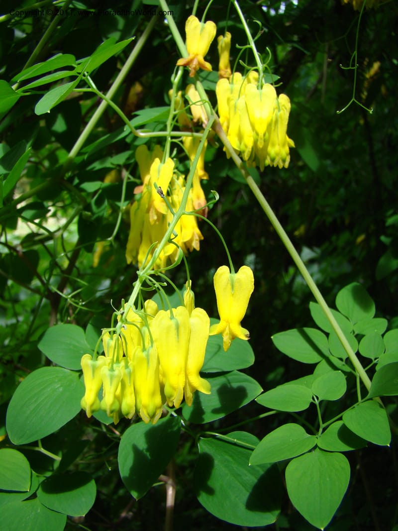 Dicentra scandens--Canada. BC. Univ. BC Bot. Garden. 27 Jul 08. 426.jpg