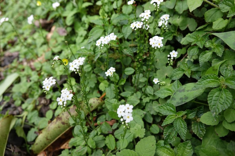 Trigonotis formosana, Tseng Yu-Hsin 1317--Taiwan. SW of Nanshan on highway 7. 20 May 2016. DSC03339 (92).JPG