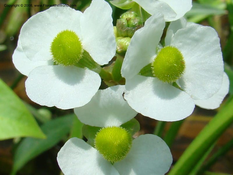 Sagittaria, CDavidson11150--TX. Lee Co. Clear Cr., near Leo. 25 Apr 08. 004.jpg