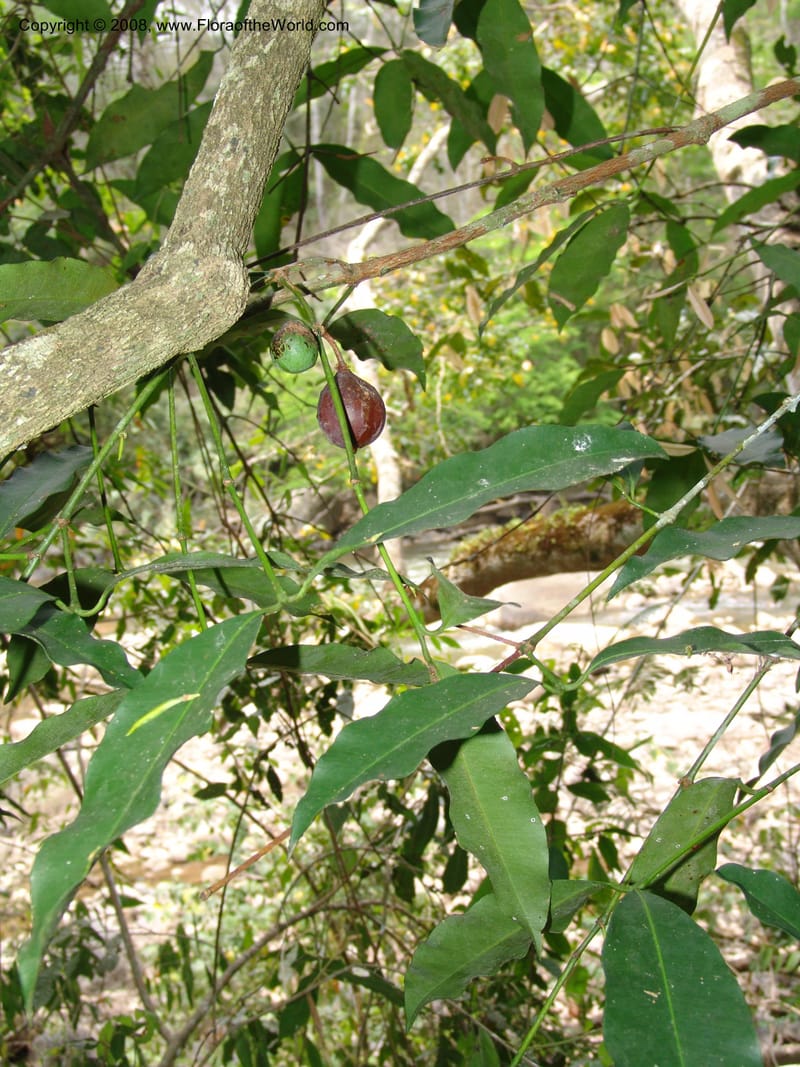 Garcinia brasiliensis, AAraujoM2903--Bolivia. F. Tamayo. W of Apolo. Rio Machariapu. 17 Sep 06. 158.jpg