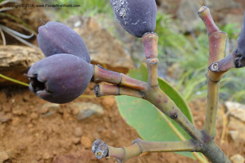 Syzygium kriegeri, J. Munzinger 6591--New Caledonia. Mine St. Louis Boulinda. 18 Feb 2011. 155 (7).jpg