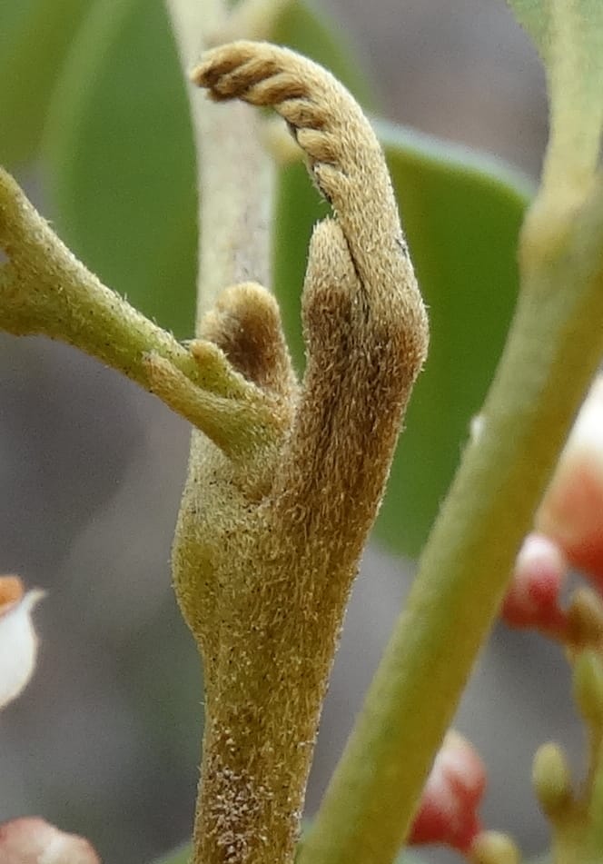 Guioa villosa, Callmander, M 1257--New Caledonia. Tiebaghi. 17 Nov 2015. DSC03437 (196).JPG