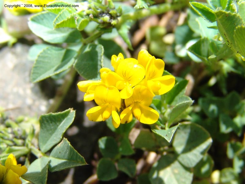 Medicago dzhawakhetica--Georgia. Vic. of Tskhrats'karo Pass. 7 Jun 05. 253.jpg