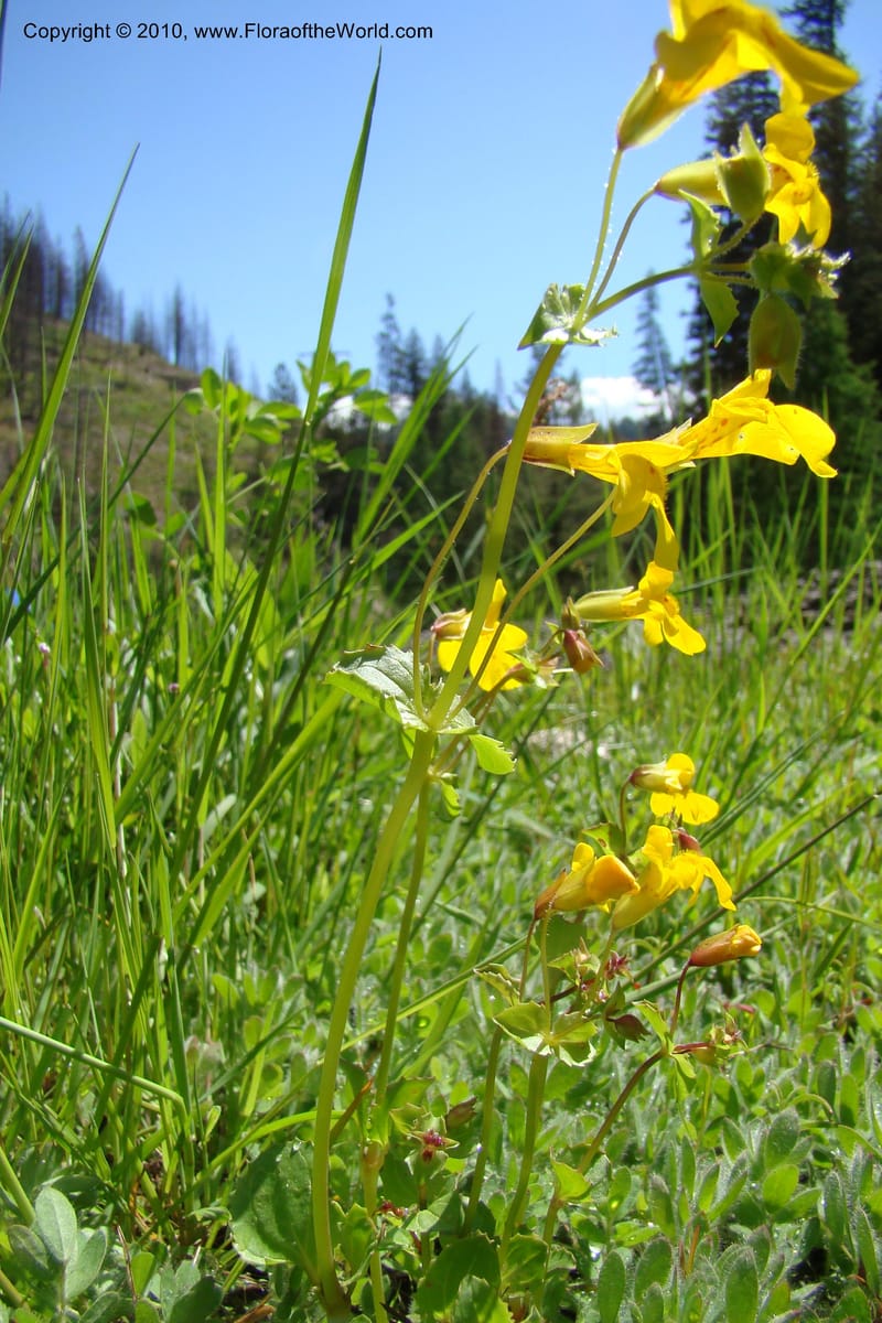 Mimulus guttatus, C. Davidson 11462--ID. Valley Co. Warm Lake. 16 June 2009. 071.jpg
