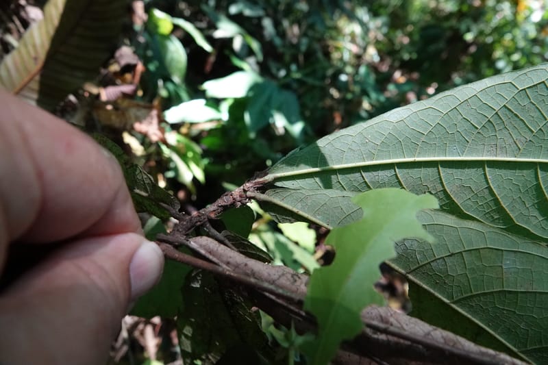 Poggea alata, C. Davidson 13956--Gabon. Arb. Sibang. 5 Nov. 2018. DSC02235 (64).JPG