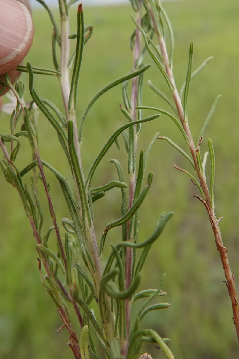 Blepharipappus scaber, C. Davidson 13761--Oregon. Wallowa Co. Zumwalt.Trail Cr. Rd. 4 Jun 2018. DSC04078 (444).JPG