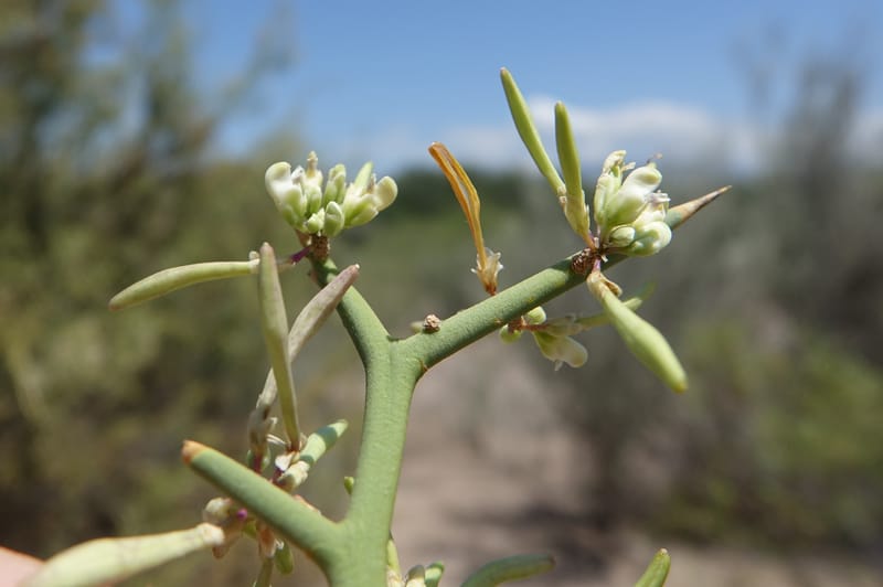 Bredemeyera colletioides, Fortunato 13068--Argentina. Hwy 60, rocky river channel. 3 Feb 2018. DSC08172 (83).JPG