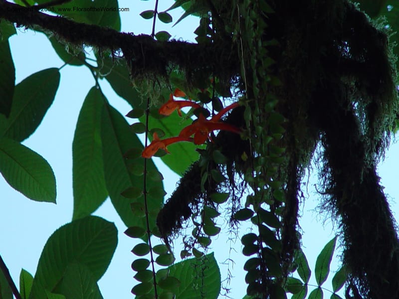 Columnea microphylla--Costa Rica. At La Paz Waterfall. 1 Mch 02. 002.jpg
