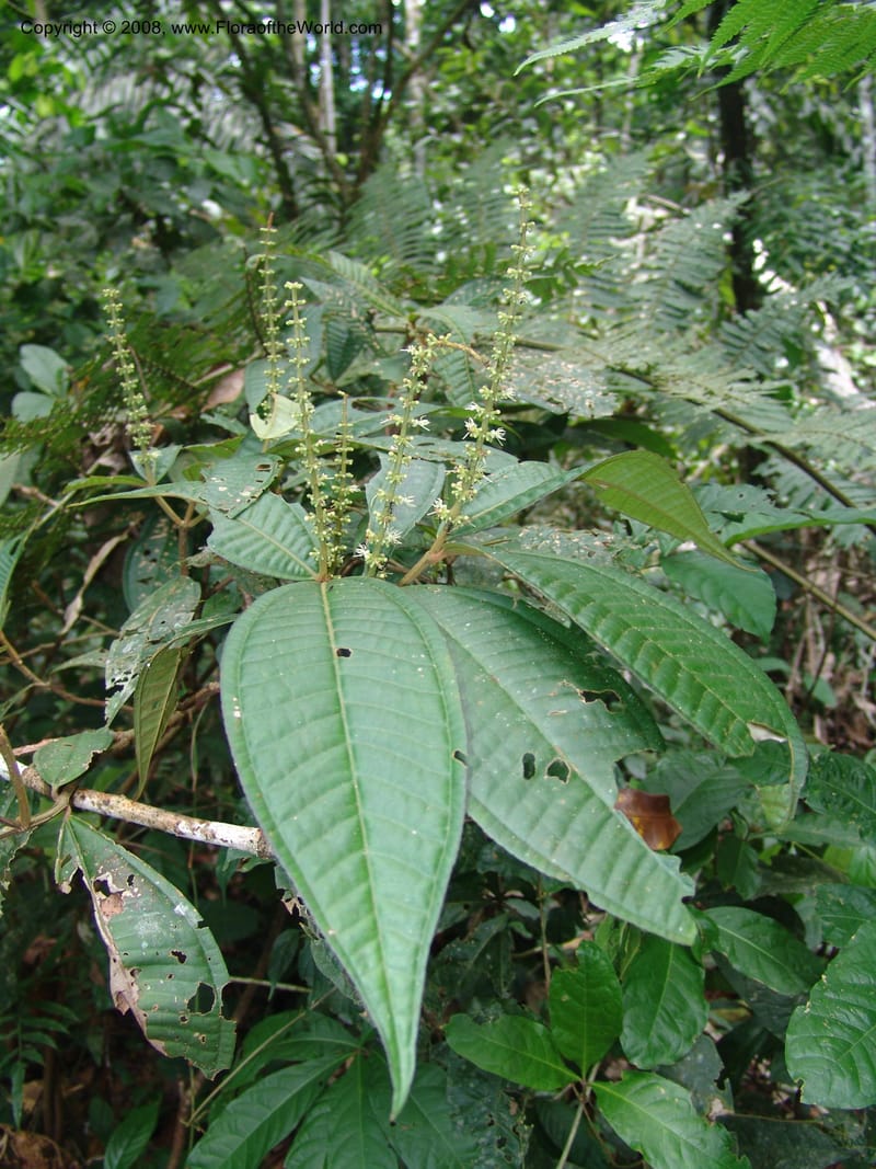 Miconia affinis, AAraujoM1253--Bolivia. Pq. Nac. Madidi. Chalalan. 1 Dec 04. 062.jpg