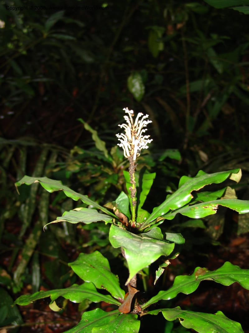 Palisota, MLeal1011--Gabon. Prov. Estuaire. Mondah For., Cap. Esterias. 11 Apr 06. 273.jpg