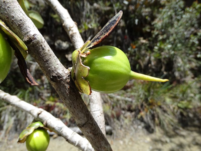 Strasburgeria robusta, Lowry, P 7371--New Caledonia. Mont Dzumac. 12 Nov 2015. DSC01563 (221).JPG