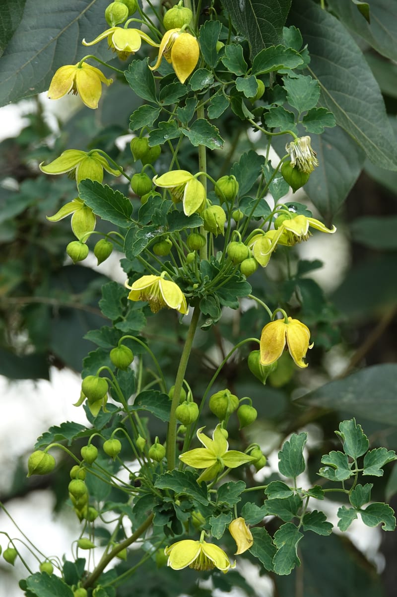 Clematis tangutica, Not collected--China. Sichuan. Yibailingba-gou. 12 Aug 2017. DSC04660 (452).JPG
