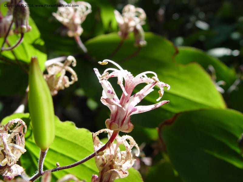 Tricyrtis macropoda, 82.1612--CA. UC Berkeley Bot. Gdn. 19 Sep 03. 001.jpg