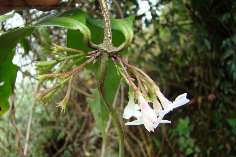 Jasminum, Regalado 1631--Viet Nam. Lao Cai Prov. Sa Pa Distr. 2 km NW Thac Bac. 5 Apr 09 088.jpg