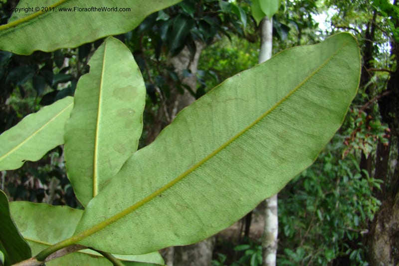 Mammea, M. Callmander 768--New Caledonia. Upper Tene River Valley. 19 Jan 2010. 377 (91).jpg