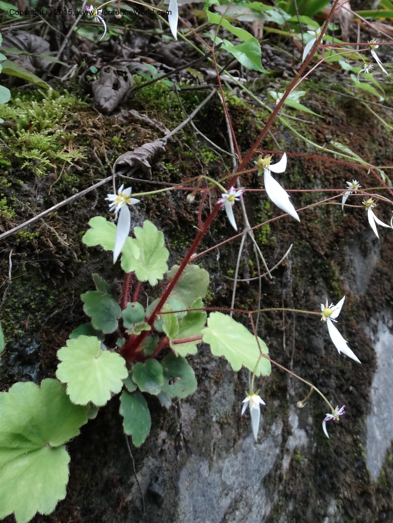 Saxifraga mengtzeana, Boufford, D 43703--China. Sichuan. LongDongZhen on Rd. to LeiYuan Shan. 13 May 2014. DSC05860 (62).JPG