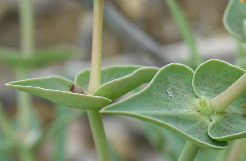 Euphorbia monteiroi, Nanyeni 1187--Namibia. Dry waterfal. 20 Mar 2018. DSC01925 (53).JPG