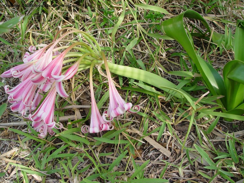 Crinum delagoense--So. Africa. KwaZuluNatal. Maputaland Coastal Forest Res. 1 Oct 03. 008.jpg