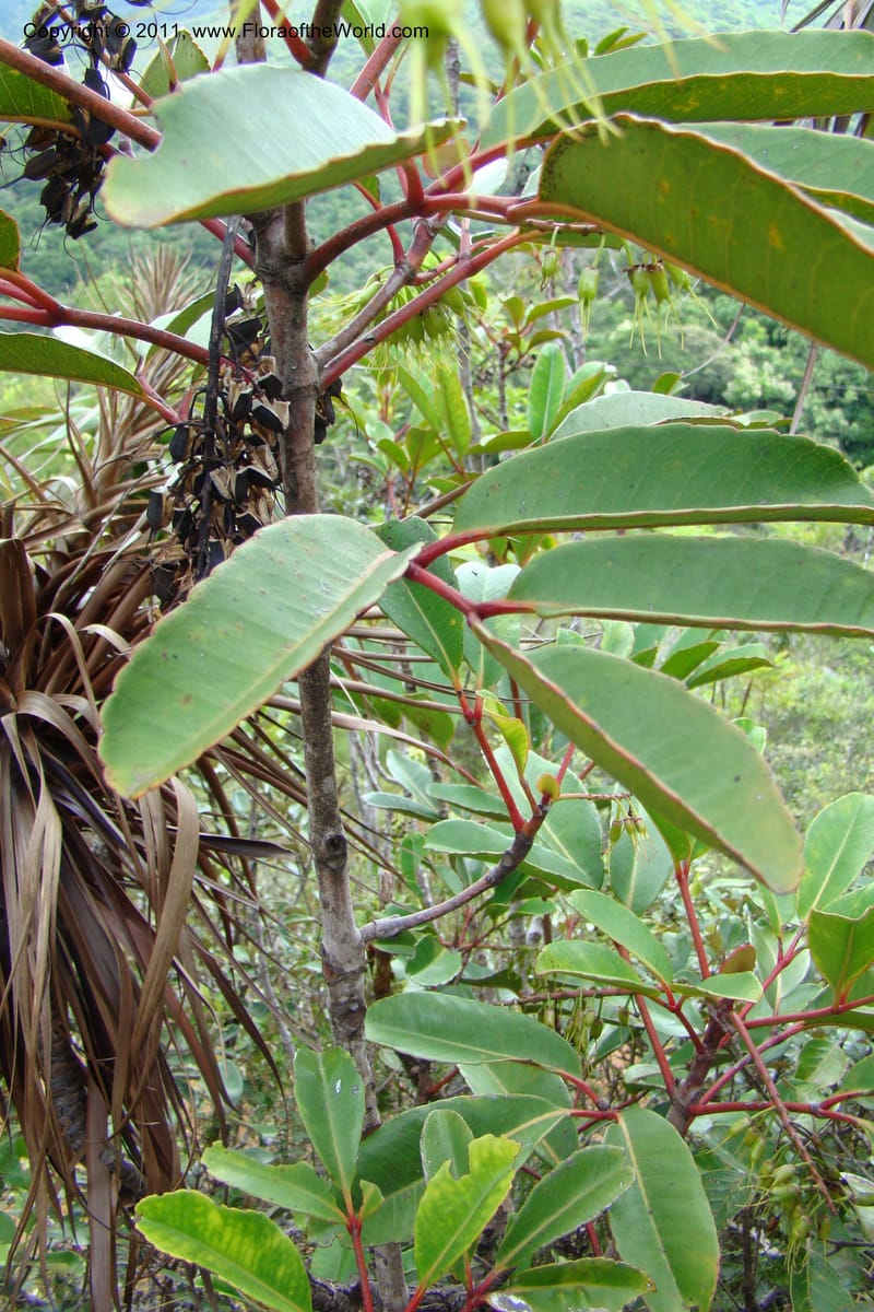 Cunonia macrophylla, not coll.--New Caledonia. Mont Koghis. 18 Jan 2010. 002 (8).jpg