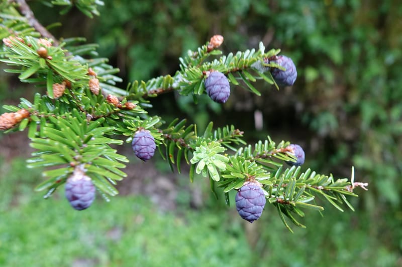 Tsuga chinensis, Tseng Yu-Hsin 1332--Taiwan. Taroko Nat. Park. Mt. Bilu Trail. 21 May 2016.  (211).JPG