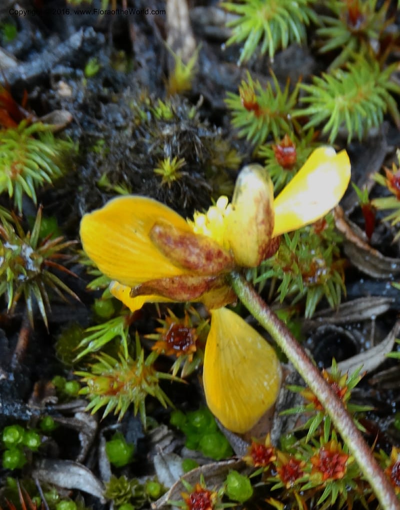 Ranunculus, Ulloa, C 2536--Ecuador. P. N. Cajas. Tres Cruces. 28 Apr 2015. DSC03499 (197).JPG