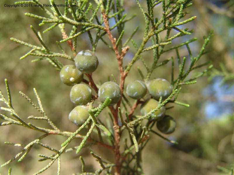 Juniperus phoenicea--Spain. Andalucia. Parque Nacional Donana. 7 Oct 04. 064.jpg