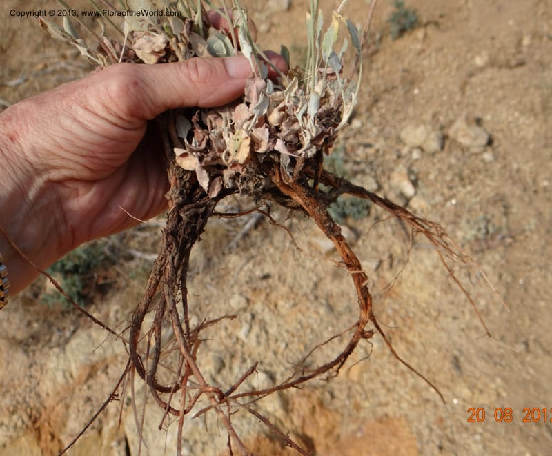 Eriogonum strictum var. proliferum, Davidson, C 12096--USA, Owyhee County, Idaho, 20 Aug 2012  3018 (10).JPG