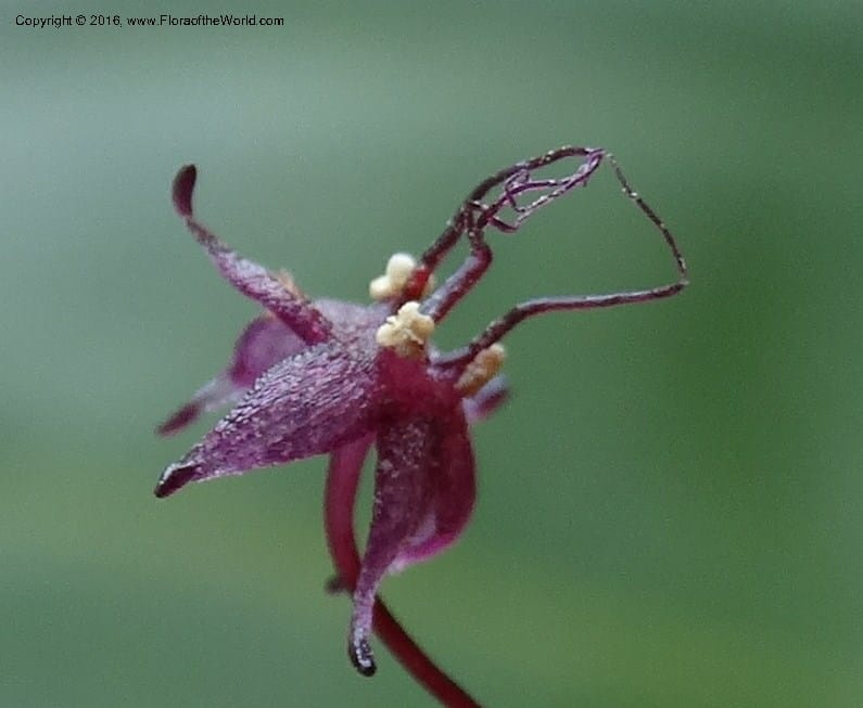 Sciaphila, Davidson, C 12754--Sabah. Hampuan FR. 13 Oct 2014. DSC04689 (155).JPG