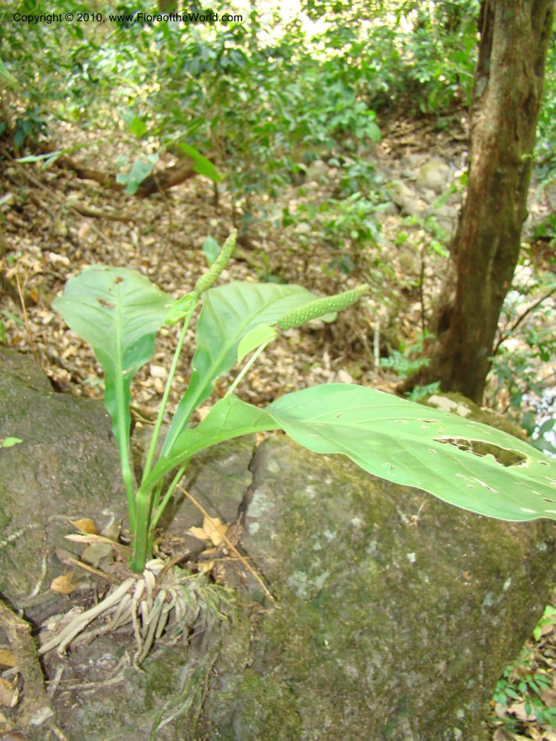 Anthurium acutifolium, B. Hammel 24632--Costa Rica. Puntar. rd betw Atenas and Orotina. 10 Apr 08. 043.jpg