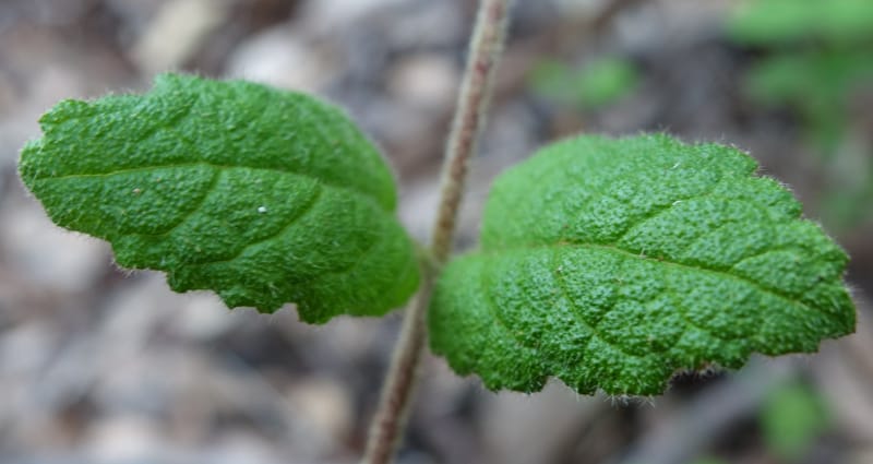 Tremandra stelligera, Davidson, C 13511--Australia. W.A. Valley of the Giants Rd. 29 Oct 2016. DSC06689 (98).JPG
