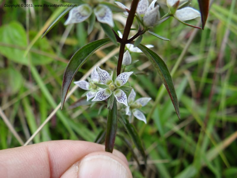 Swertia angustifolia, VC 5497--Thailand. Chiang Mai Prov. Doi Inthanon Nat. Park. 8 Nov 2012. DSC07747 (226).JPG